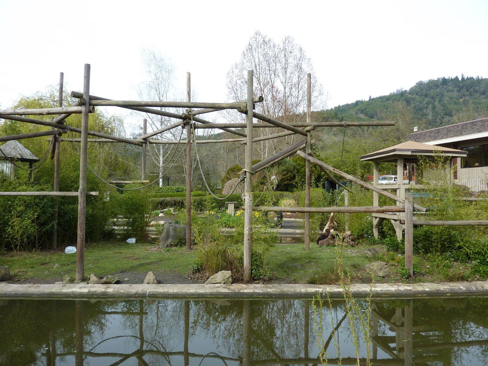 White-Handed Gibbon Exhibit