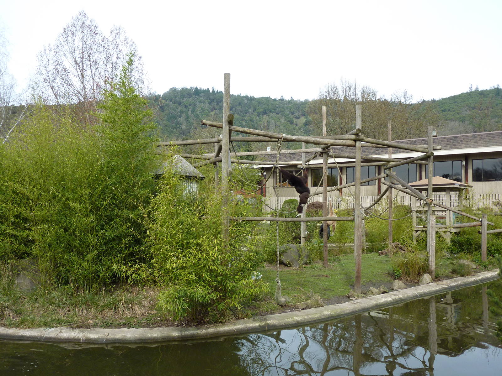 White-Handed Gibbon Exhibit