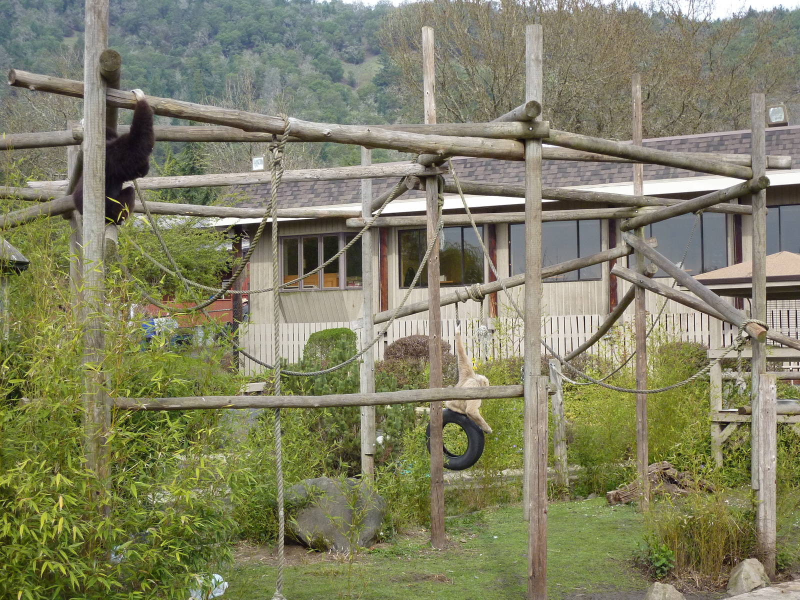 White-Handed Gibbon Exhibit