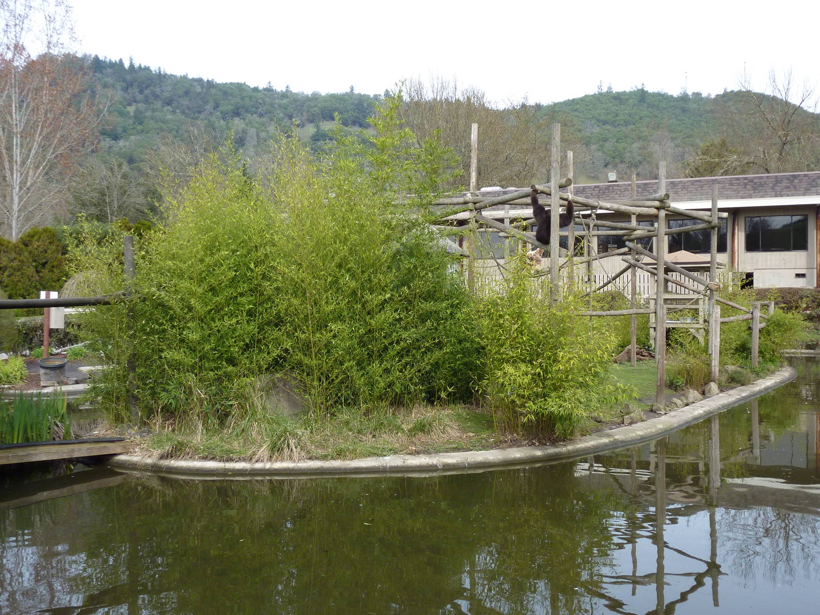 White-Handed Gibbon Exhibit
