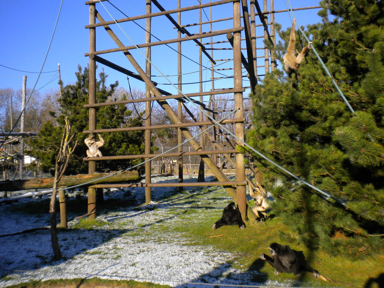 White Handed Gibbon Family.