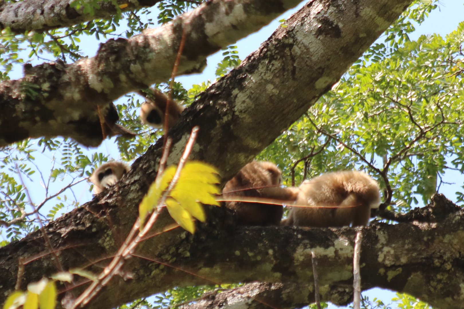 White-handed Gibbon Family