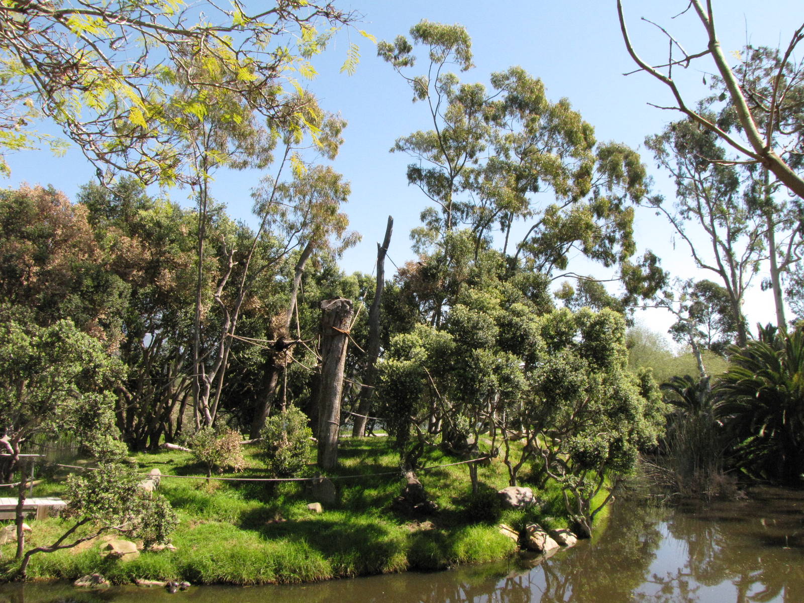 White-handed Gibbon Habitat