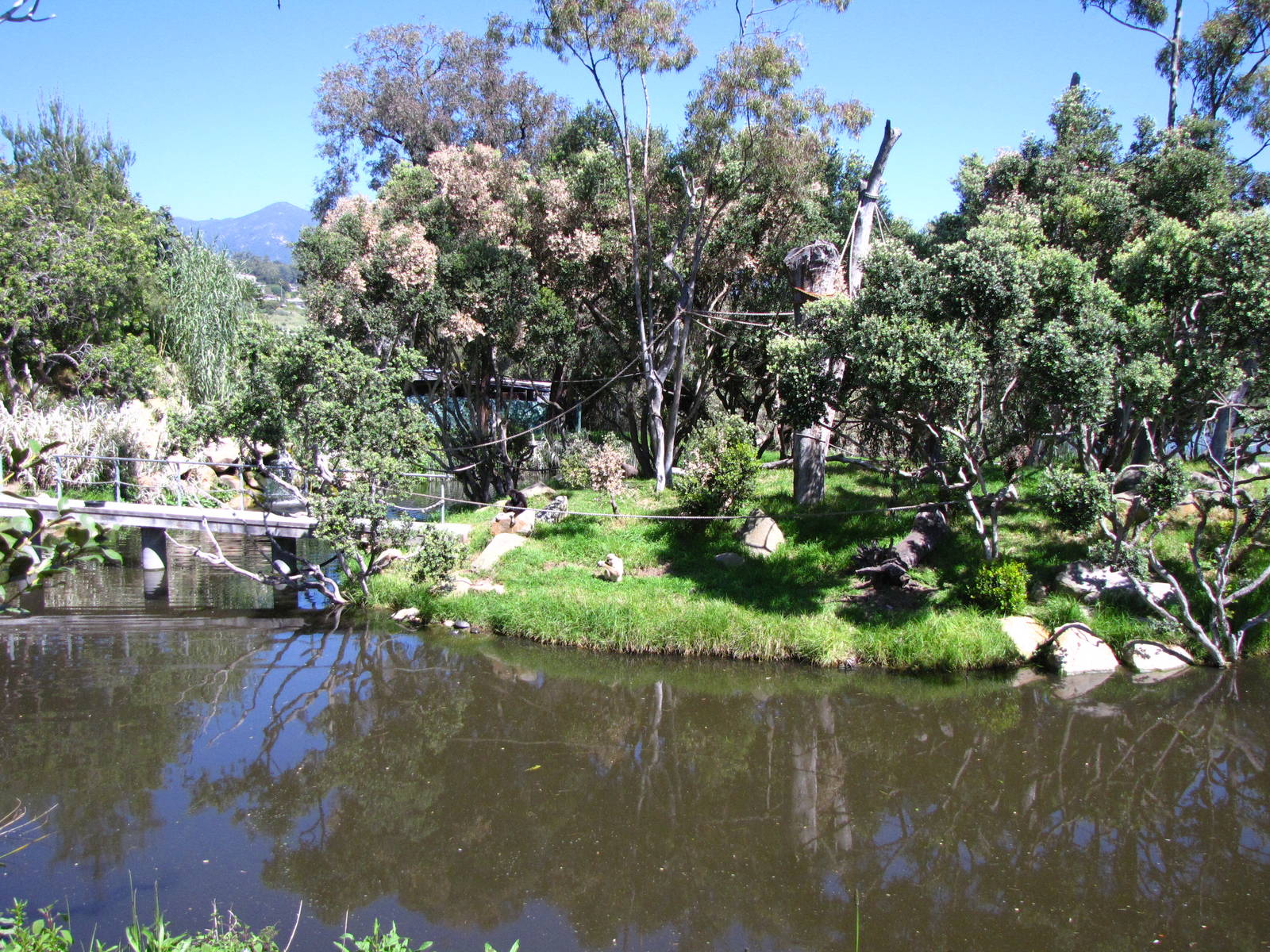 White-handed Gibbon Habitat