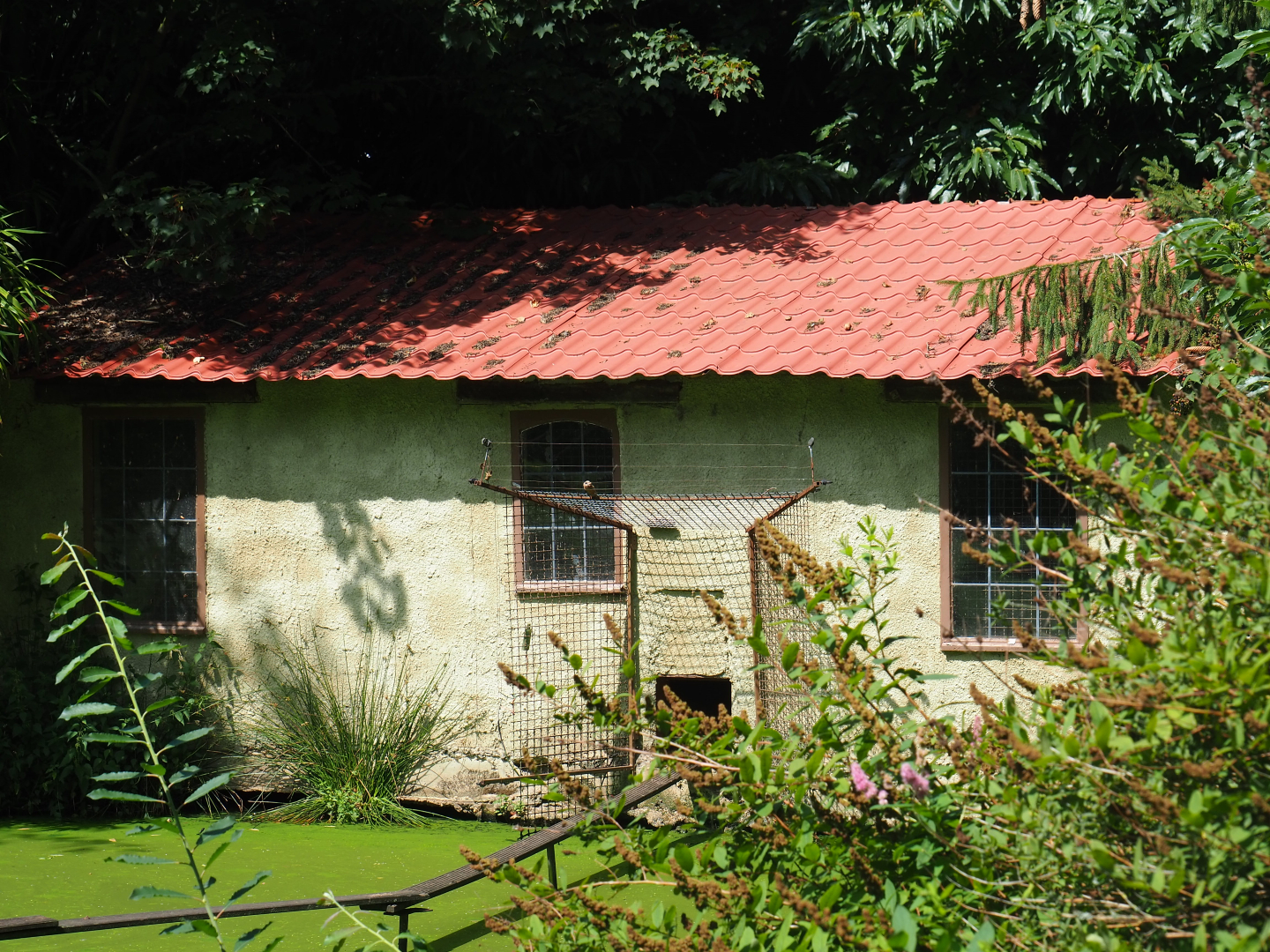 White-handed gibbon house, 2019-08-04