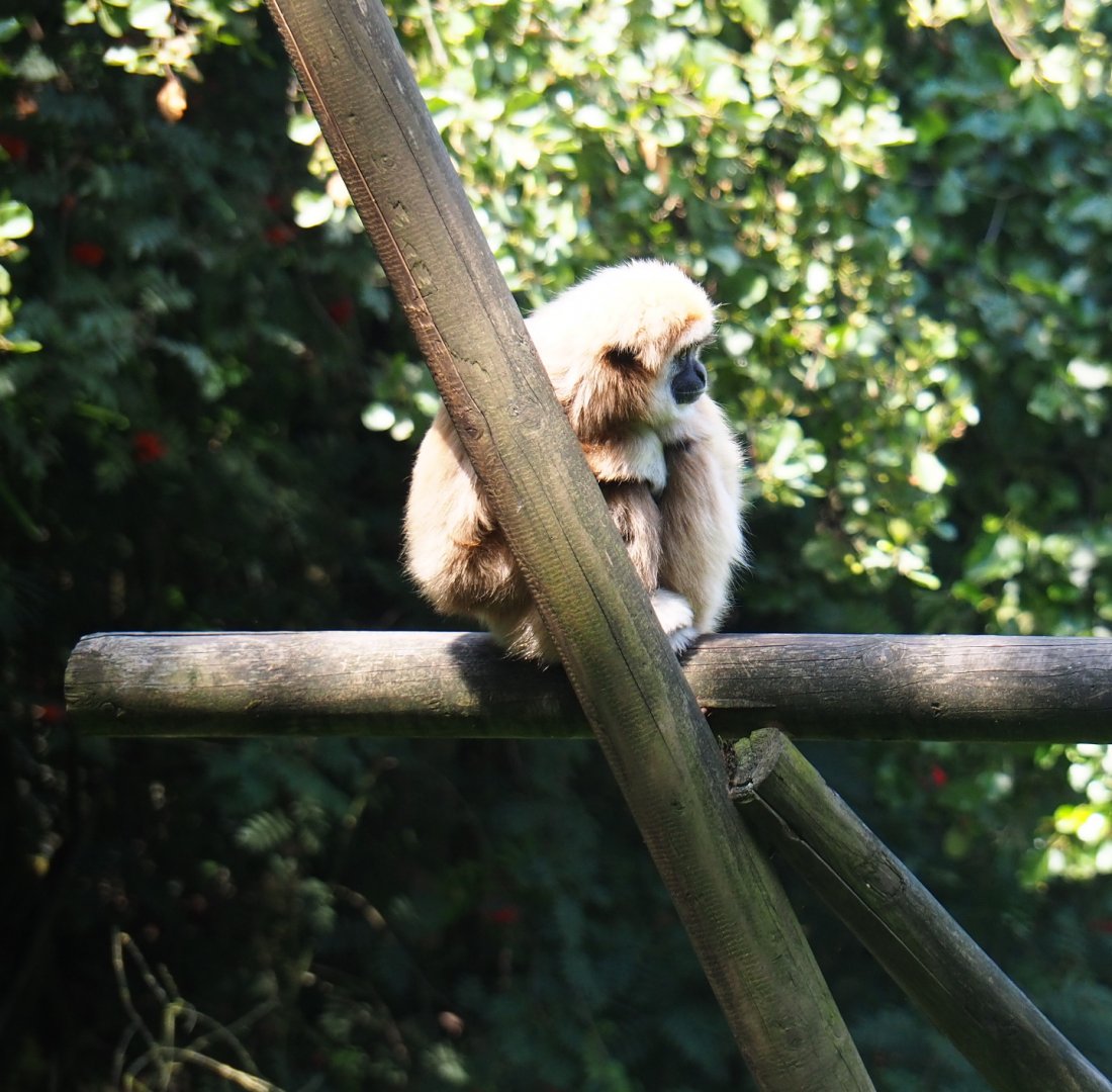White-handed gibbon (Hylobates lar), 2019-08-04