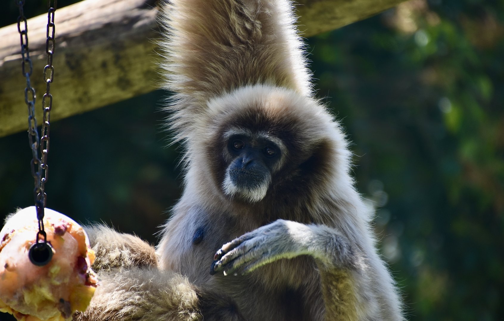 White-Handed Gibbon (Hylobates lar) enjoying frozen treats