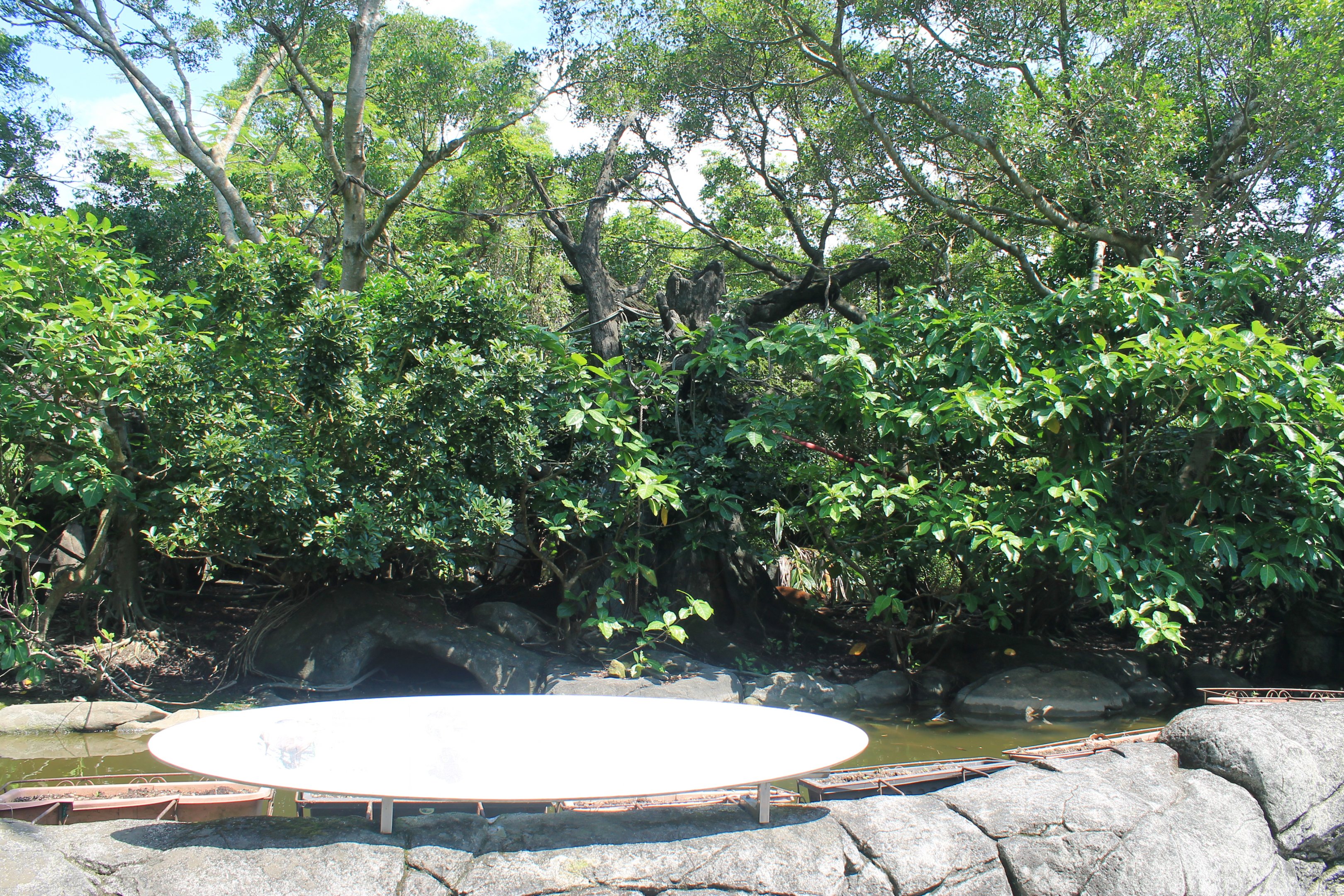 White-handed Gibbon (Hylobates lar) island