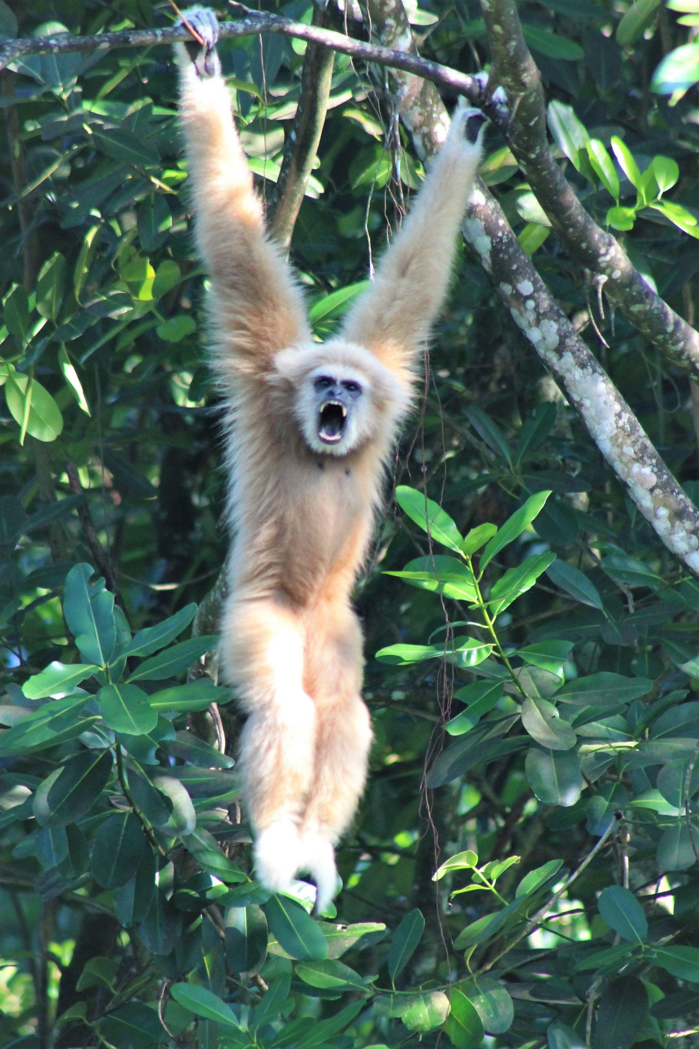 White-handed Gibbon (Hylobates lar), just hanging out.