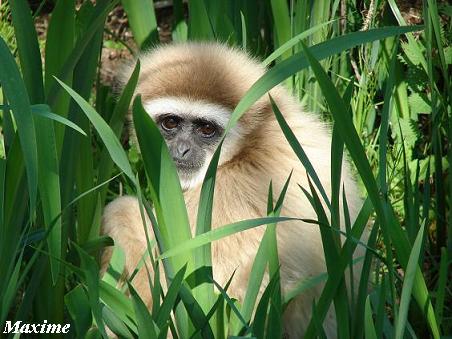 White-handed Gibbon (Hylobates lar) - Les Sables d'Olonne (France)