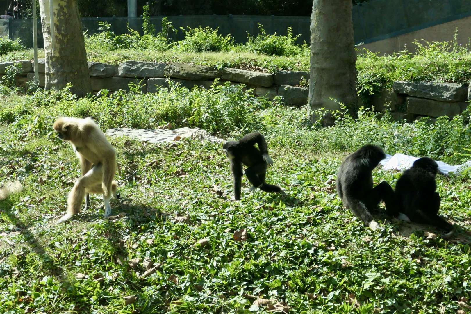 White-handed Gibbon - Hylobates lar - PECO Primate Reserve