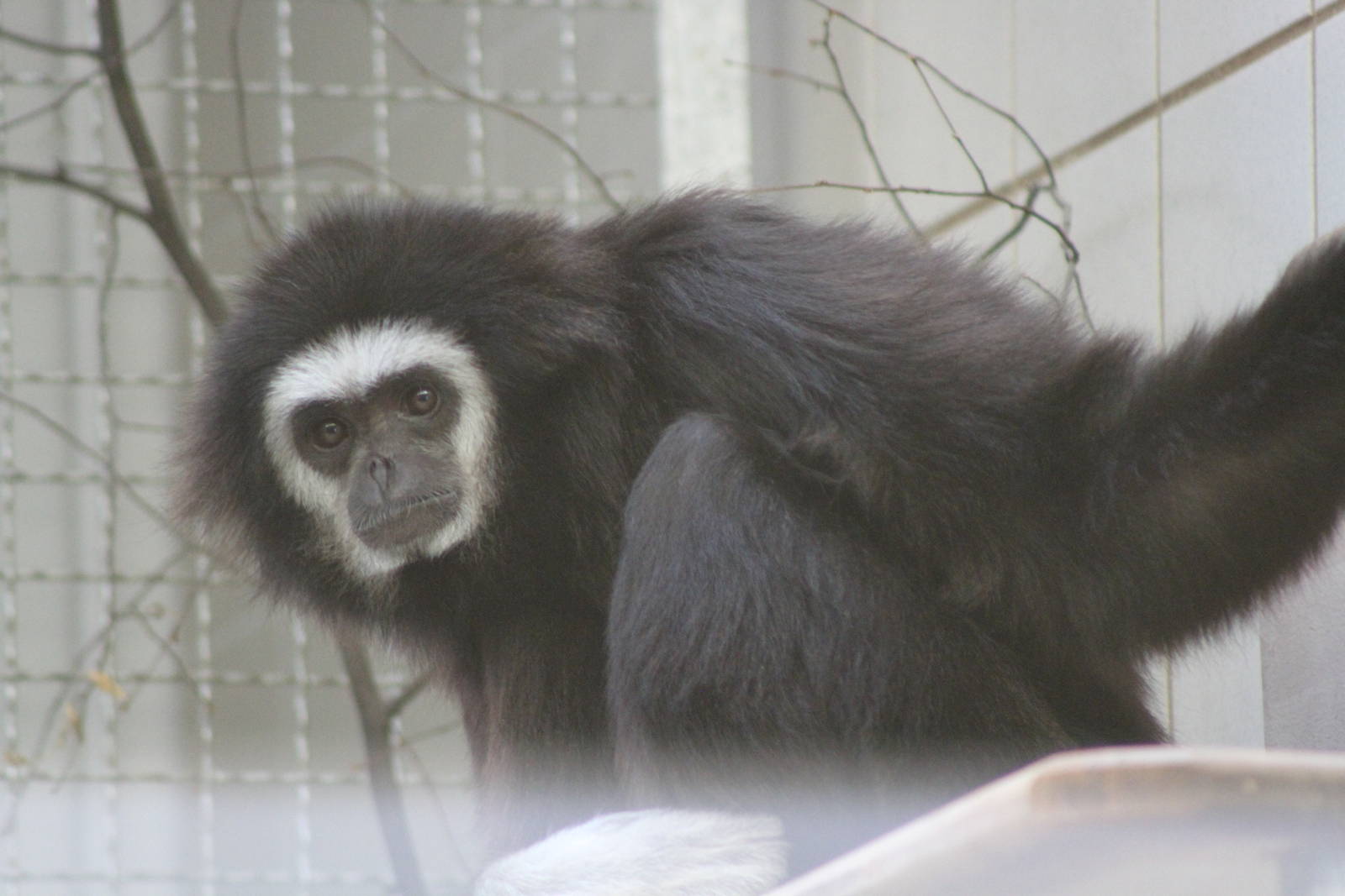 White-handed Gibbon (Hylobates lar)
