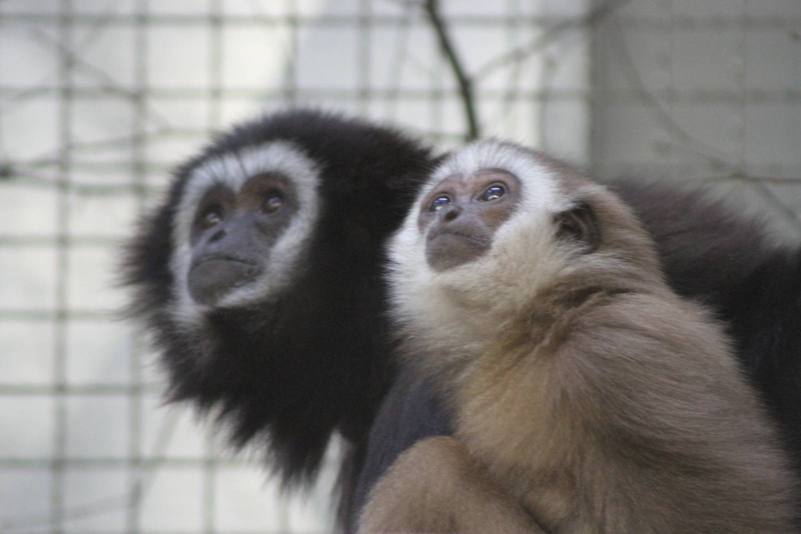 White-handed Gibbon (Hylobates lar)