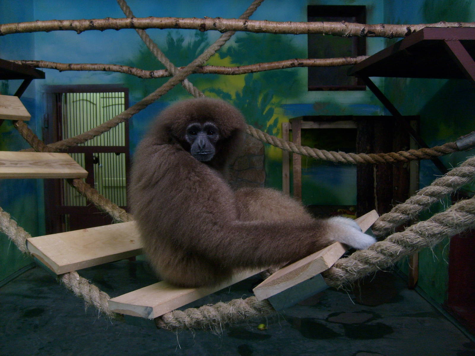 White-handed gibbon/Hylobates lar