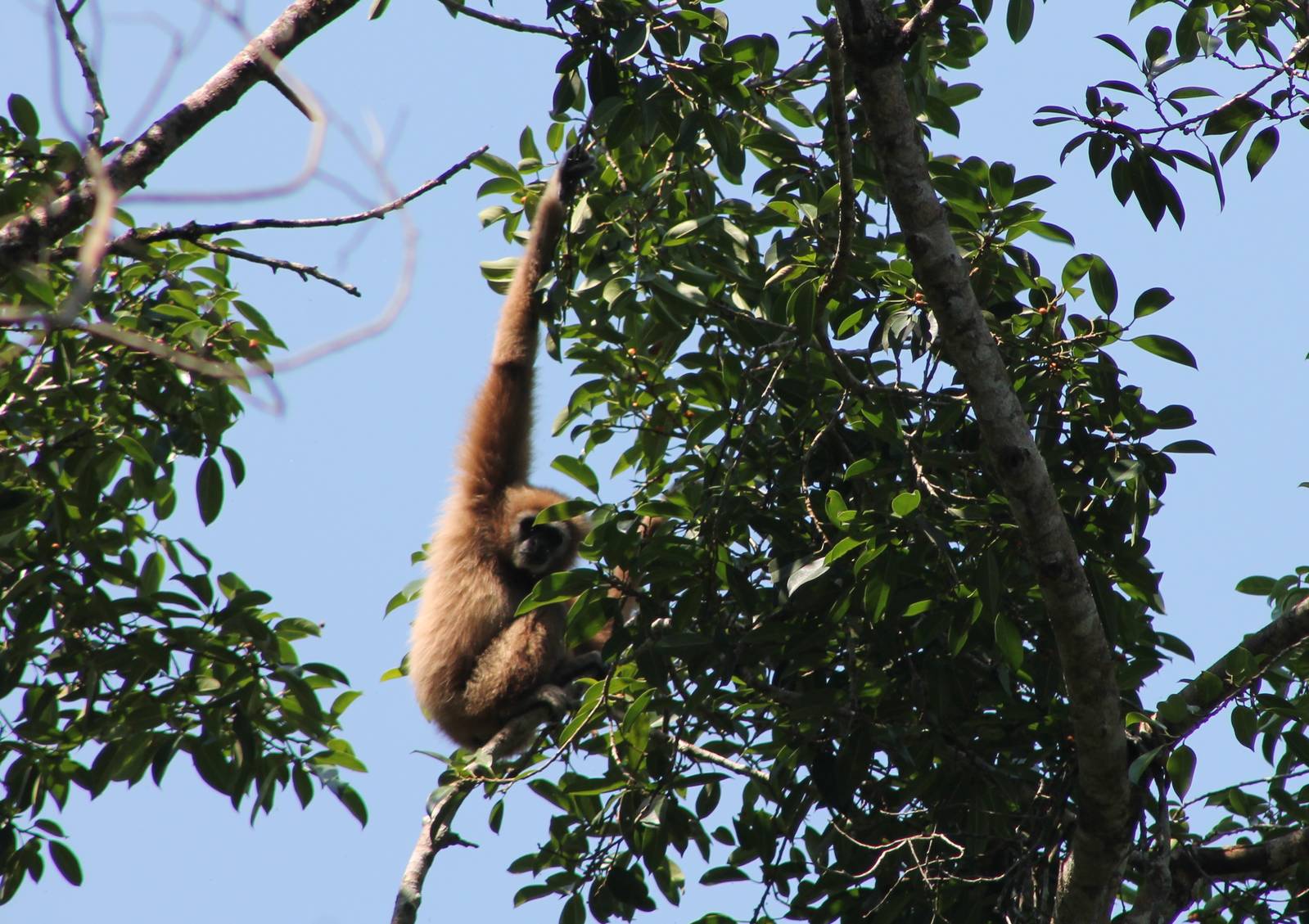 white-handed gibbon (Hylobates lar)