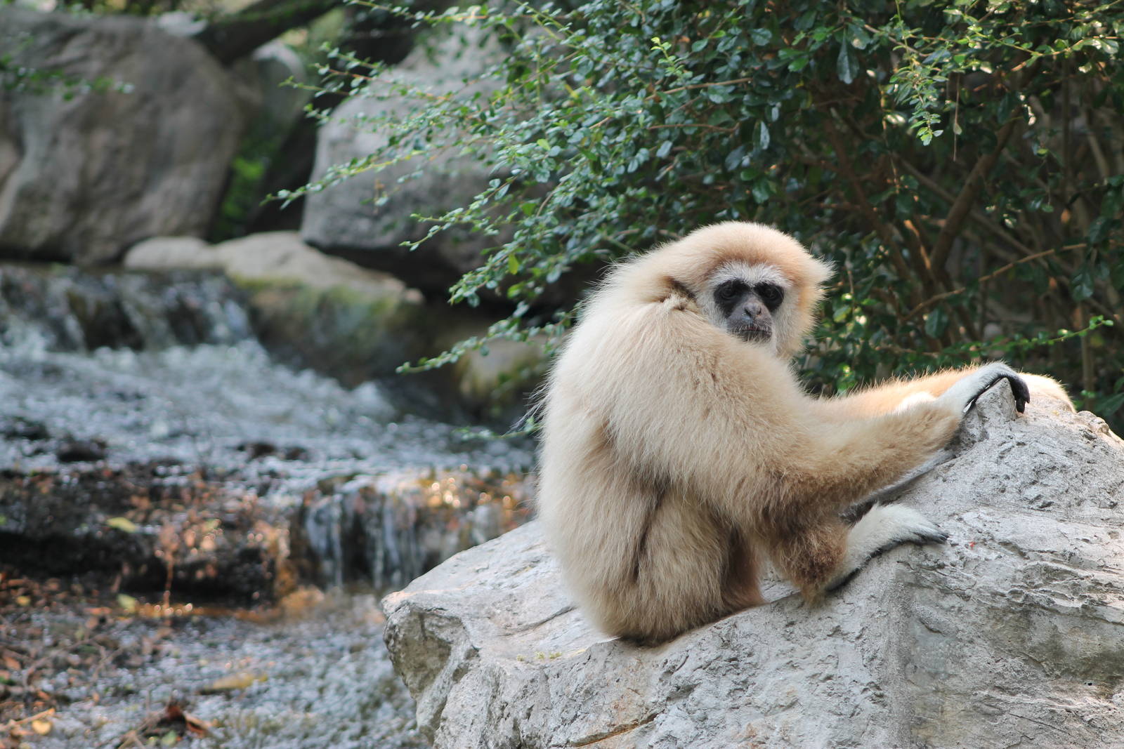 white-handed gibbon (Hylobates lar)