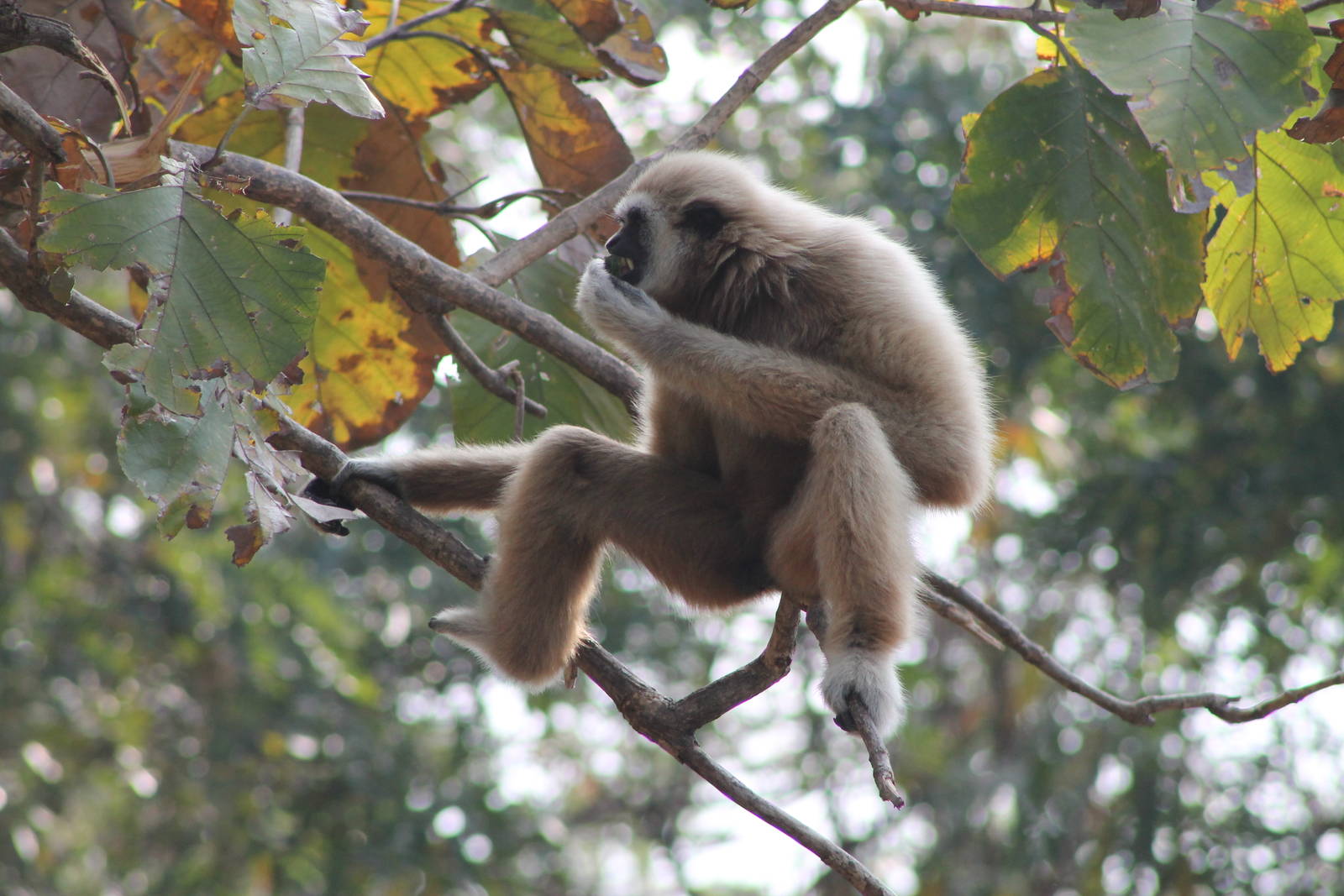 White-handed Gibbon (Hylobates lar)