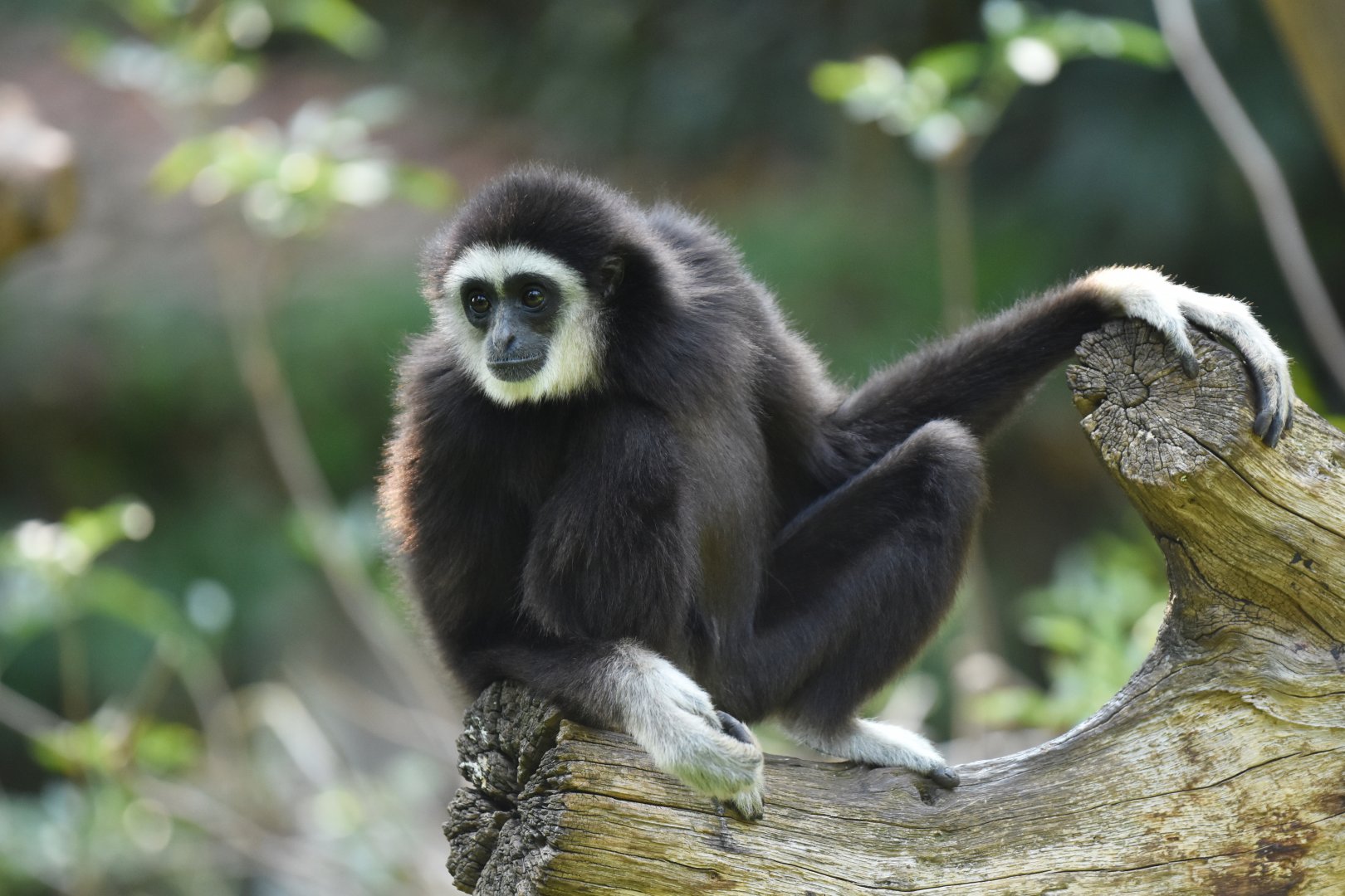 White-handed gibbon (Hylobates lar)