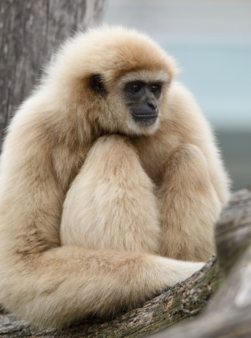 White-handed gibbon (Hylobates lar)