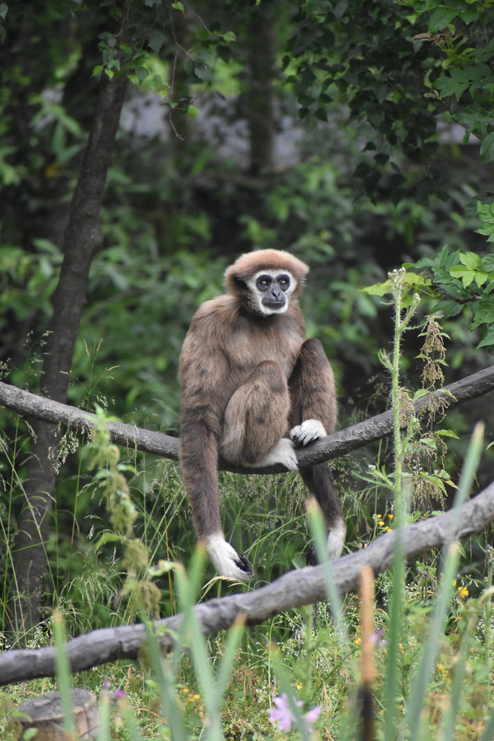 White-handed Gibbon - Hylobates lar