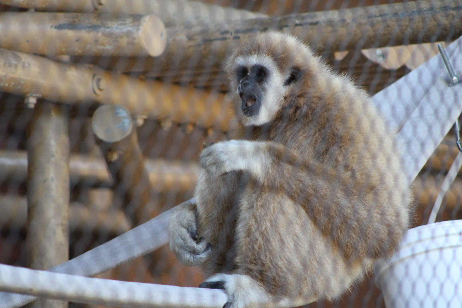 White-Handed Gibbon (Hylobates lar)