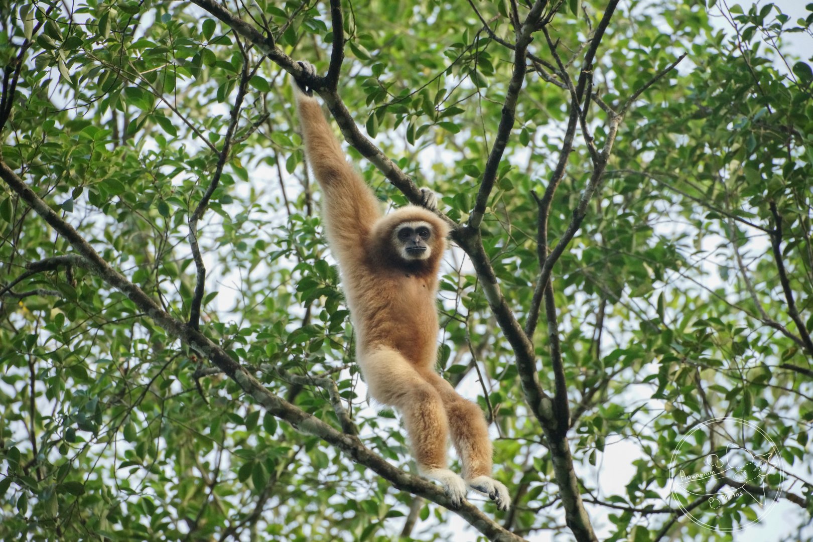 White-handed Gibbon (Hylobates lar)