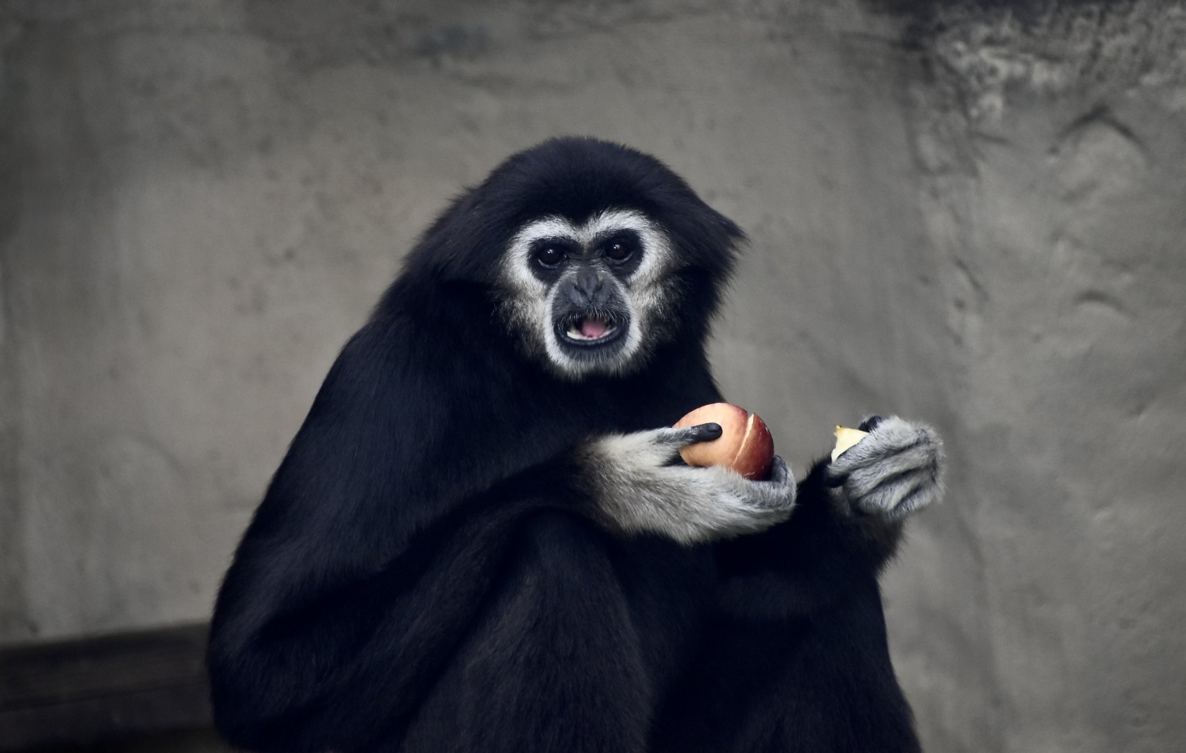 White-Handed Gibbon (Hylobates lar)