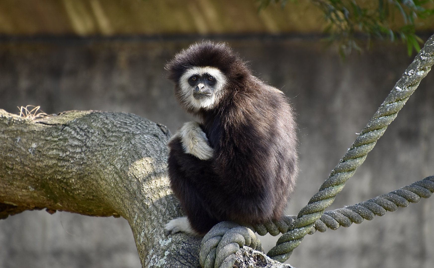 White-Handed Gibbon (Hylobates lar)
