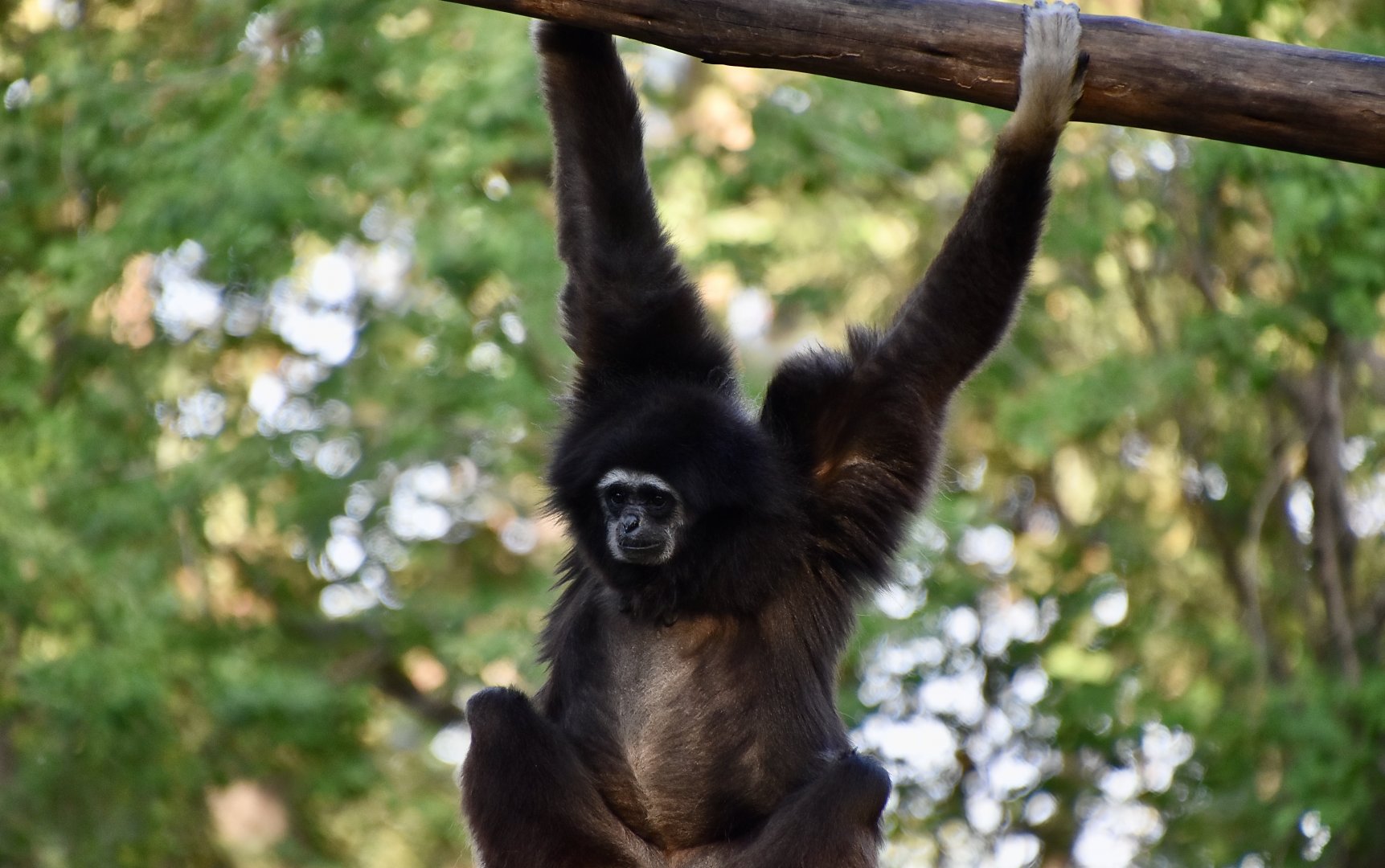 White-Handed Gibbon (Hylobates lar)