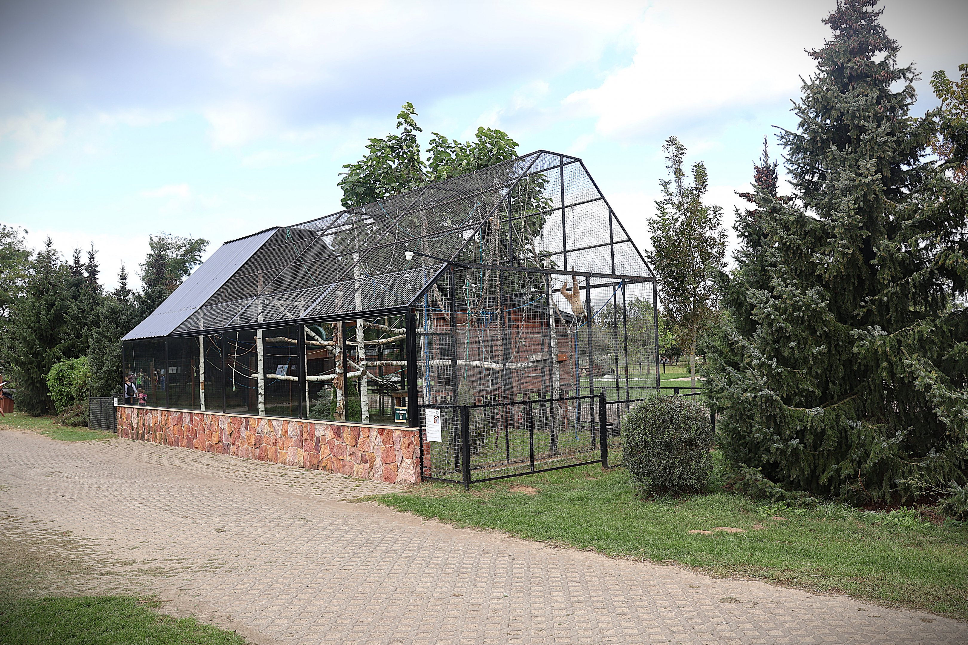 White-handed Gibbon (Hylobates lar)
