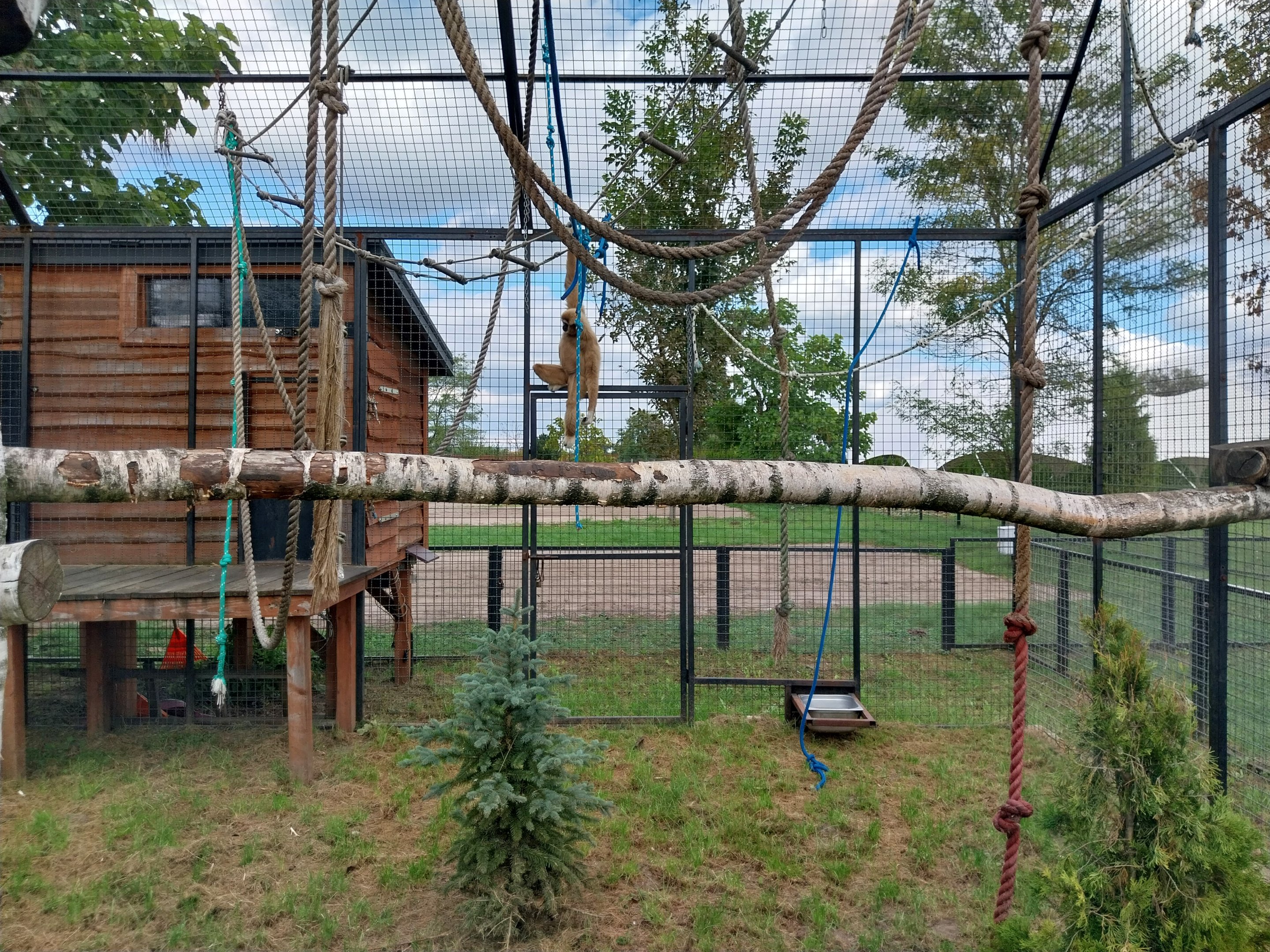 White-handed Gibbon (Hylobates lar)
