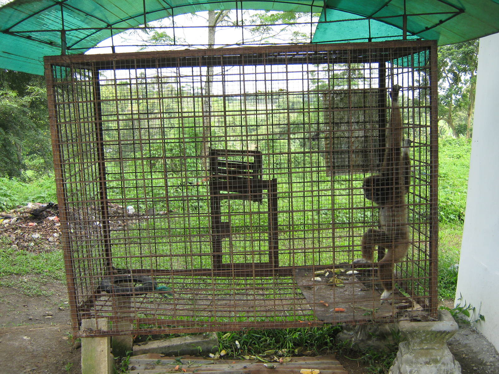 white-handed gibbon (Hylobates lar)