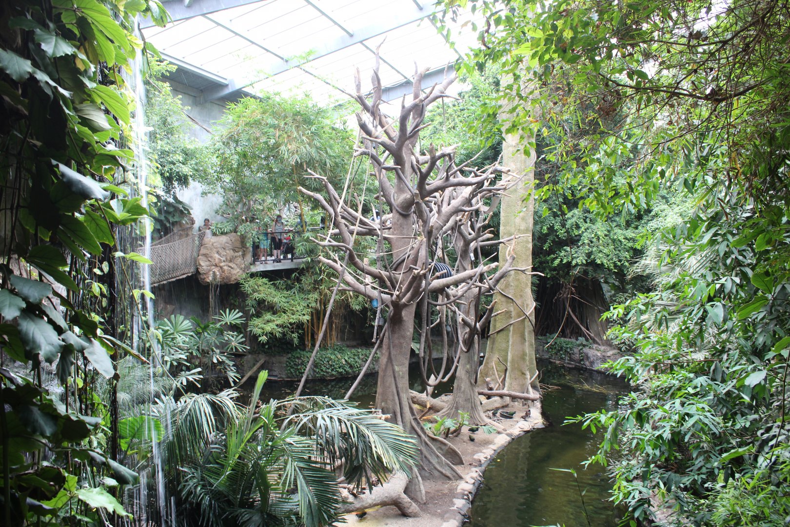 White-Handed Gibbon & Indian Crested Porcupine Exhibit - Lied Jungle