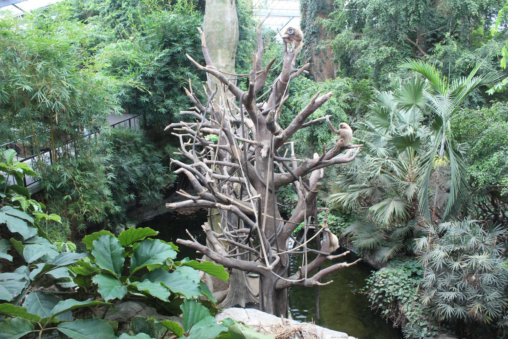 White-Handed Gibbon & Indian Crested Porcupine Exhibit (Restaurant View) - Lied Jungle