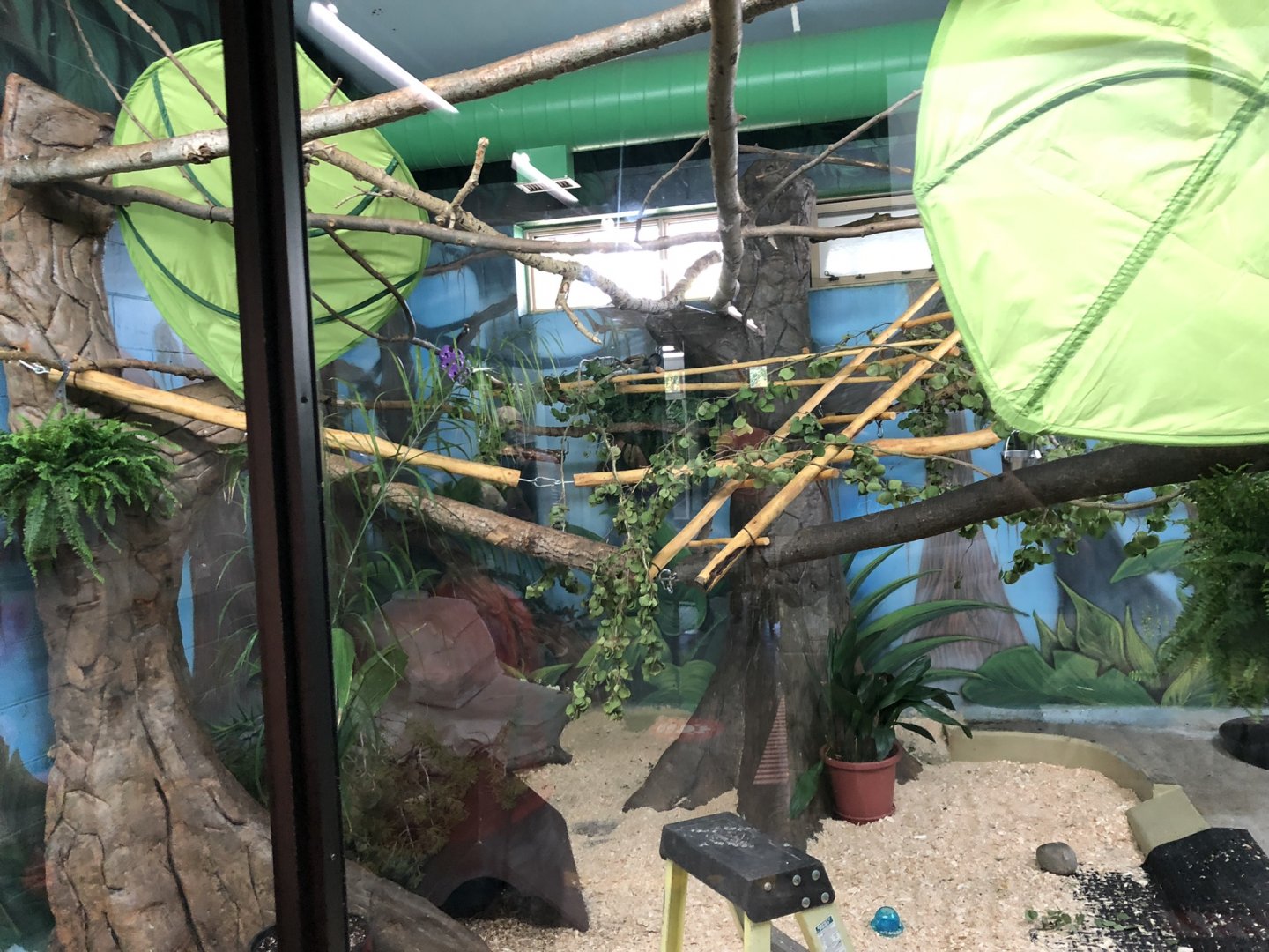 White-Handed Gibbon (?) Indoor Enclosure at Edmonton Valley Zoo (July 2022)