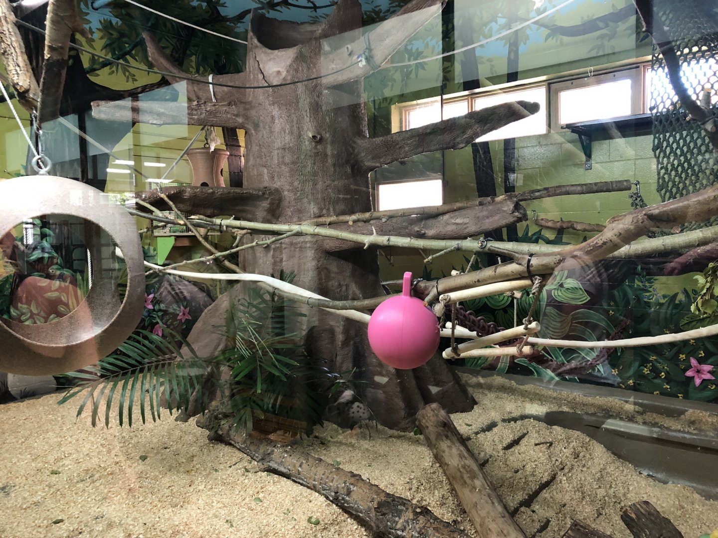 White-Handed Gibbon Indoor Enclosure at Edmonton Valley Zoo (July 2022)