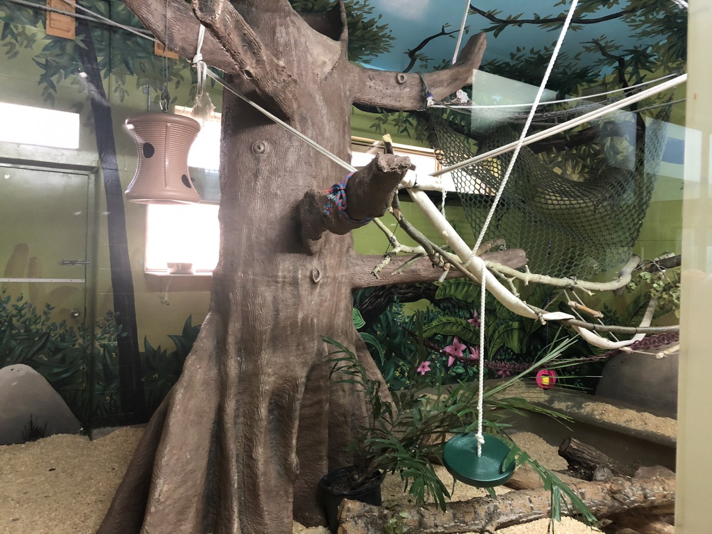 White-Handed Gibbon Indoor Enclosure at Edmonton Valley Zoo (July 2022)