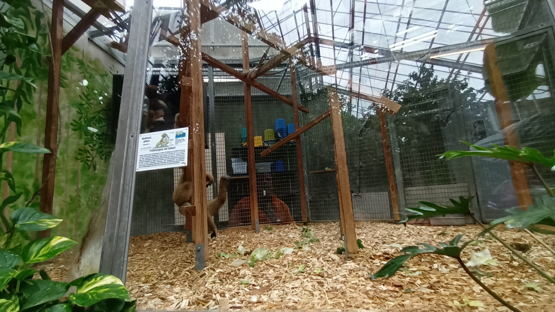 White handed Gibbon Indoor Enclosure