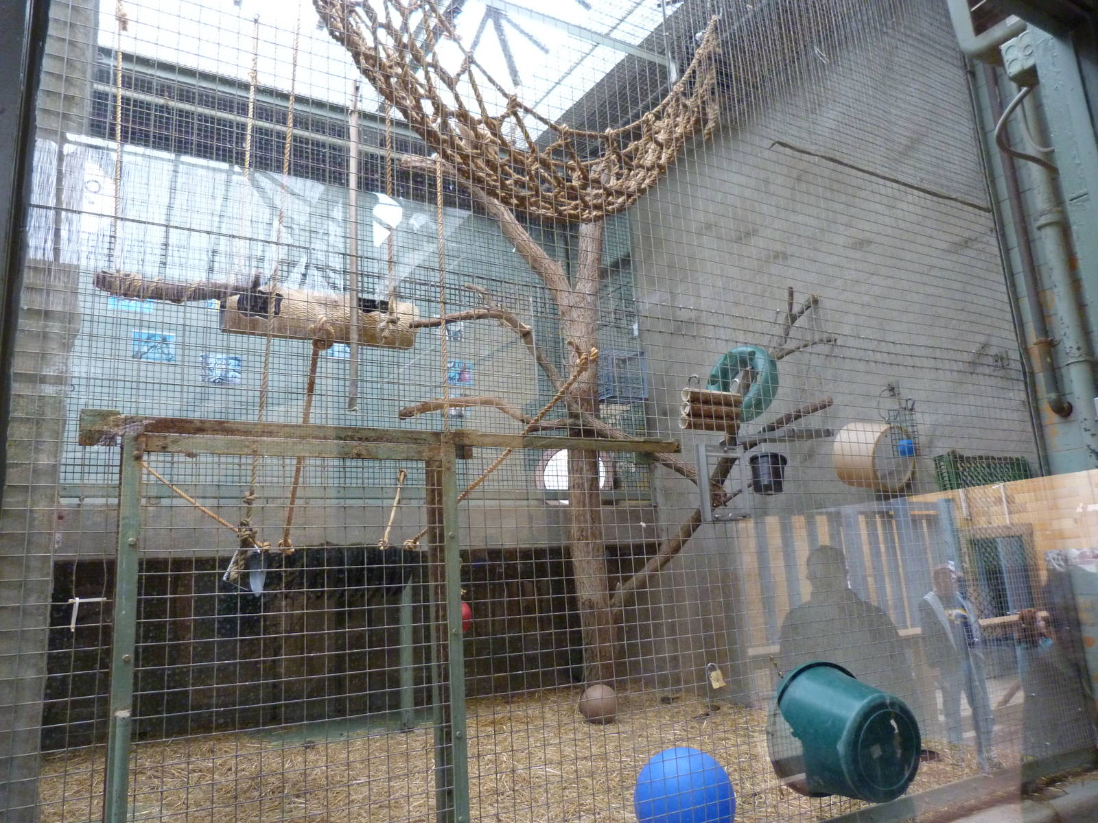 White Handed Gibbon Indoor Exhibit