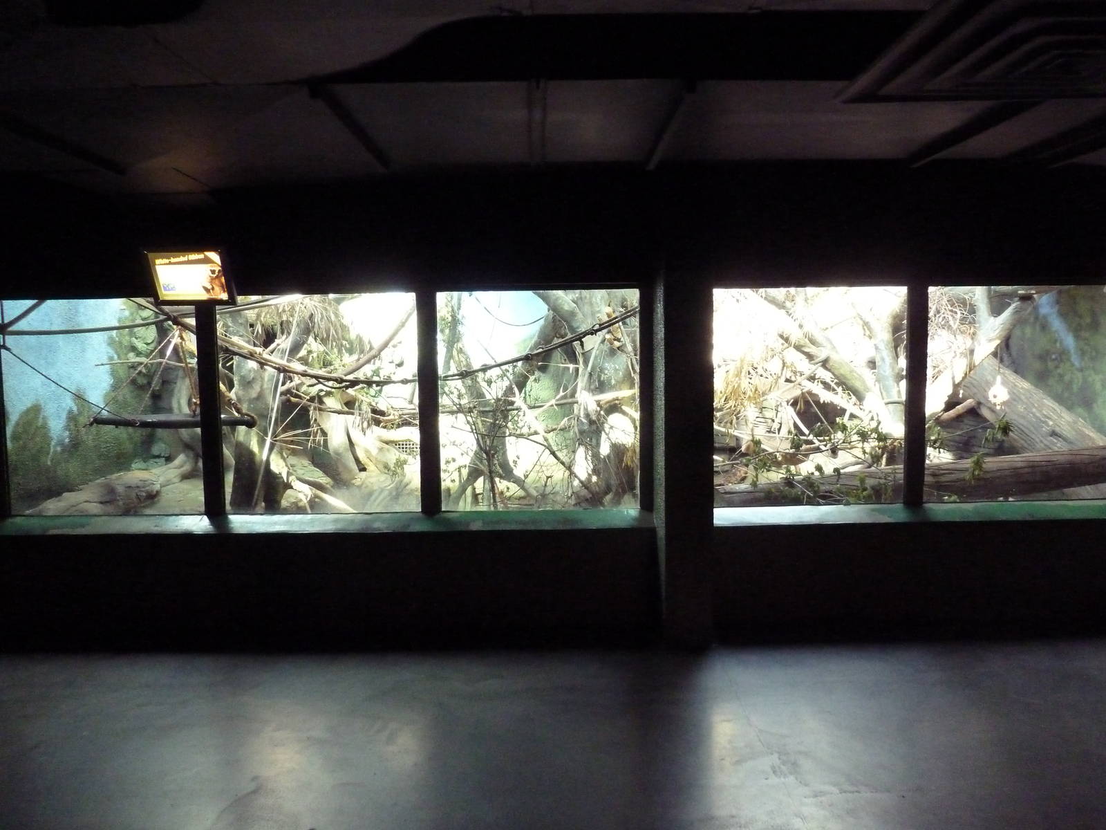 White-Handed Gibbon Indoor Exhibit