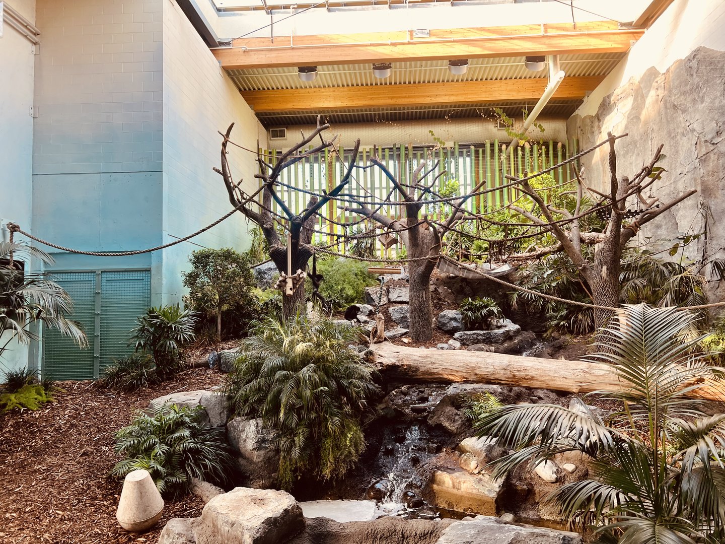 White-handed Gibbon Indoor Exhibit
