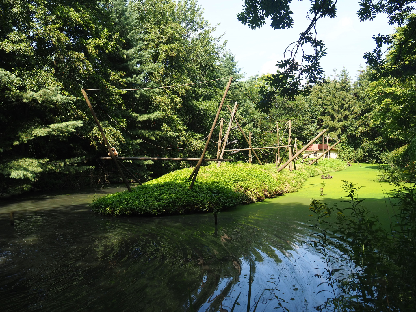 White-handed gibbon island, 2019-08-04