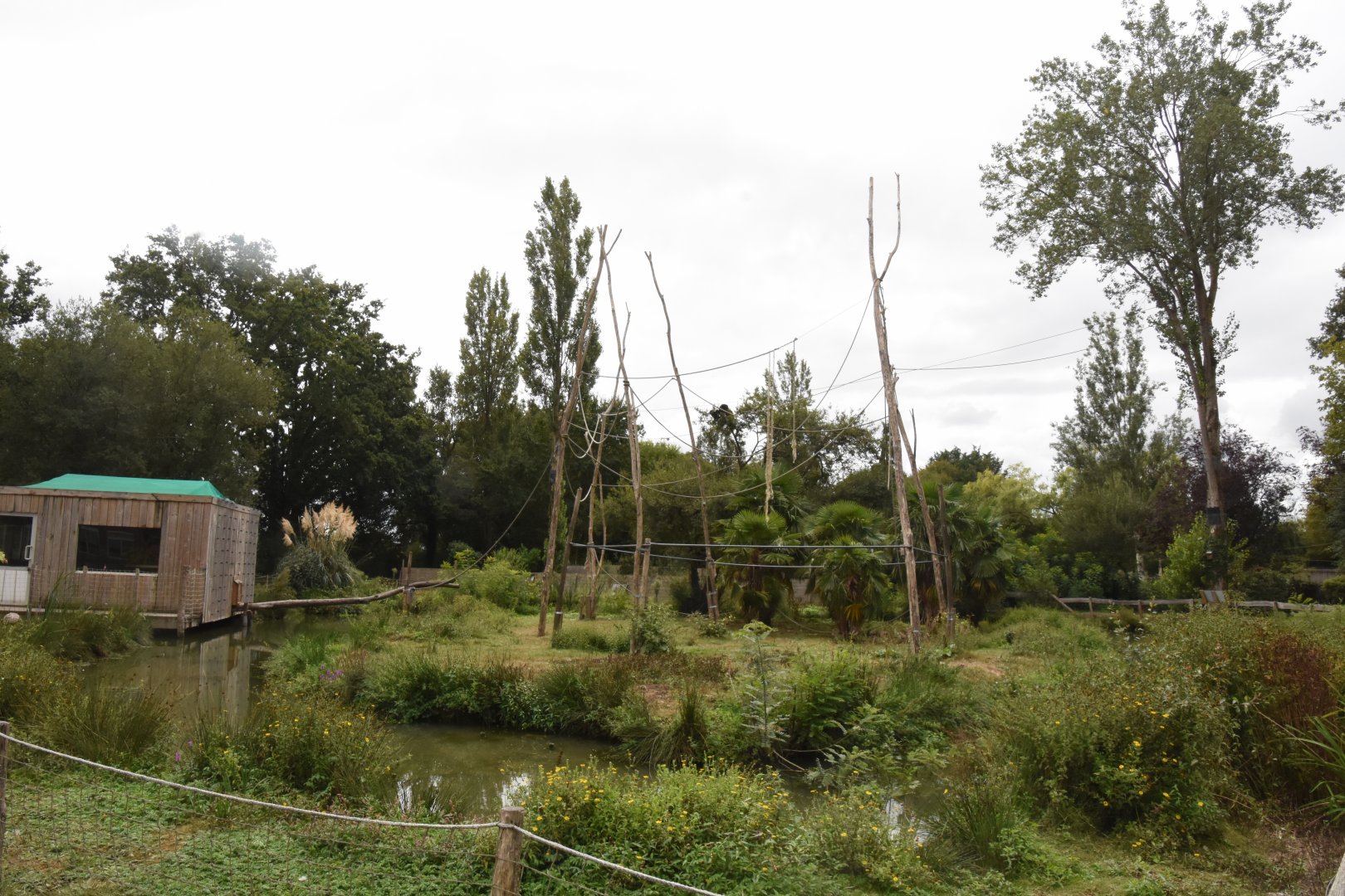 White-handed Gibbon island (with extension to nearby trees)