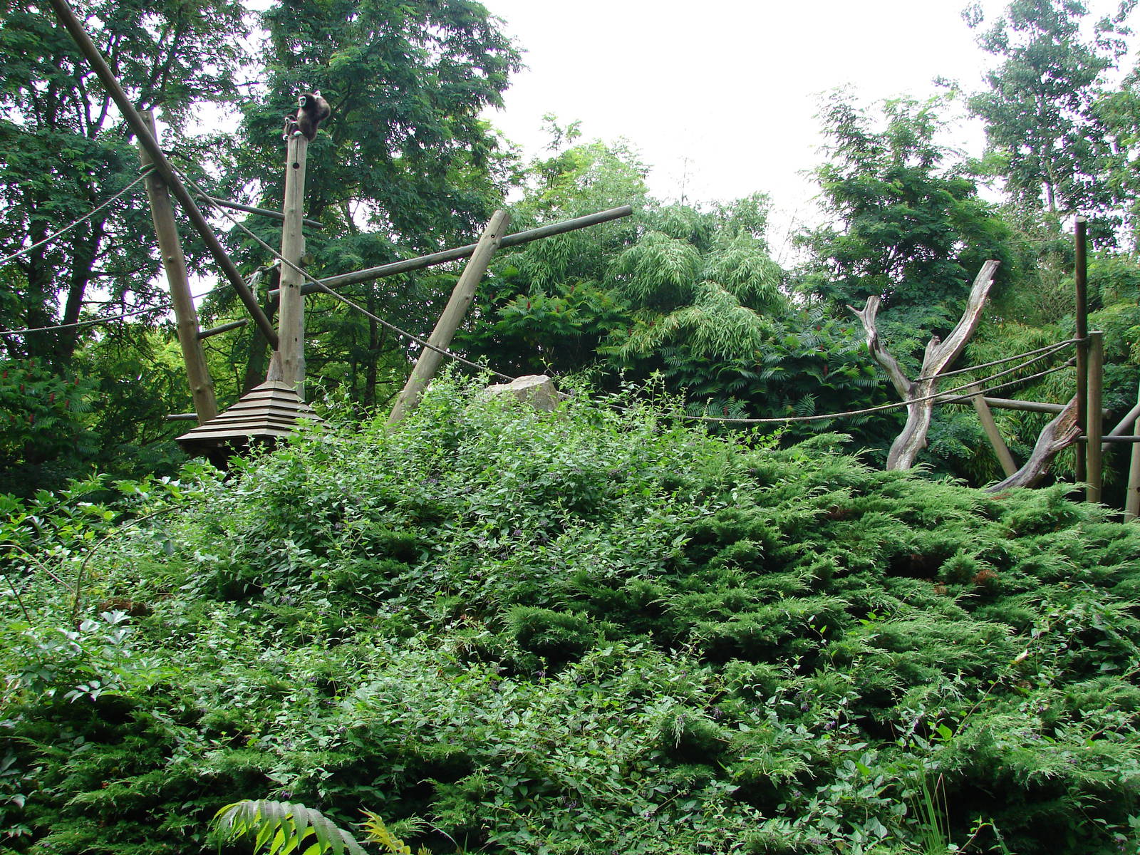 White handed gibbon island