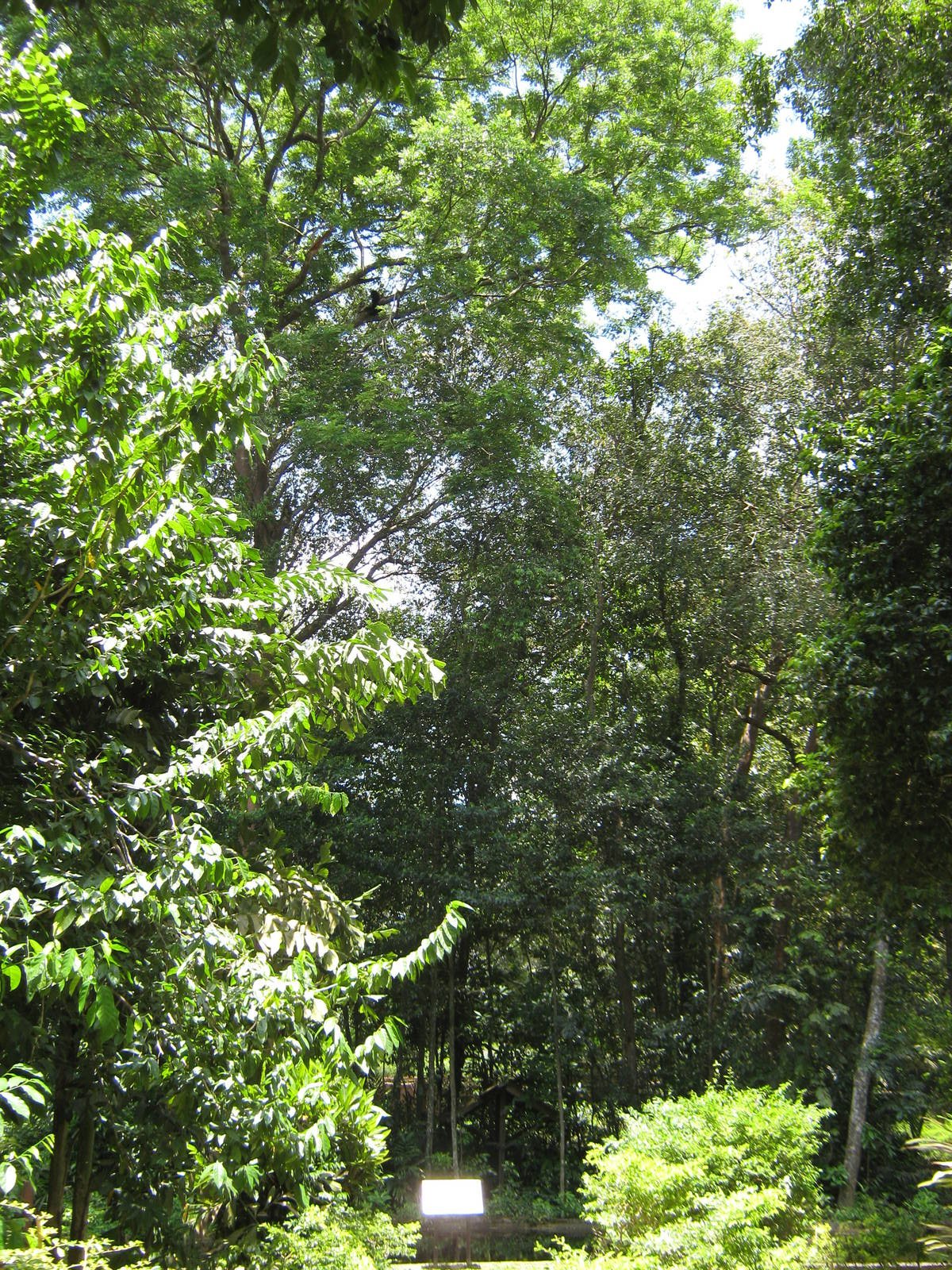 white-handed gibbon island