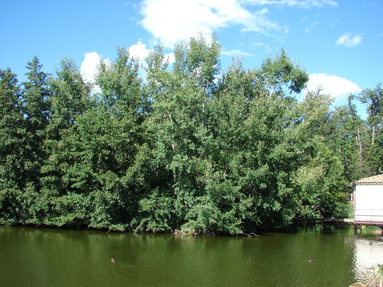 White-handed gibbon island