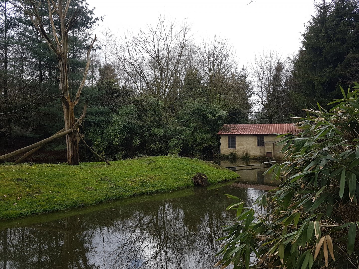 White-handed gibbon island