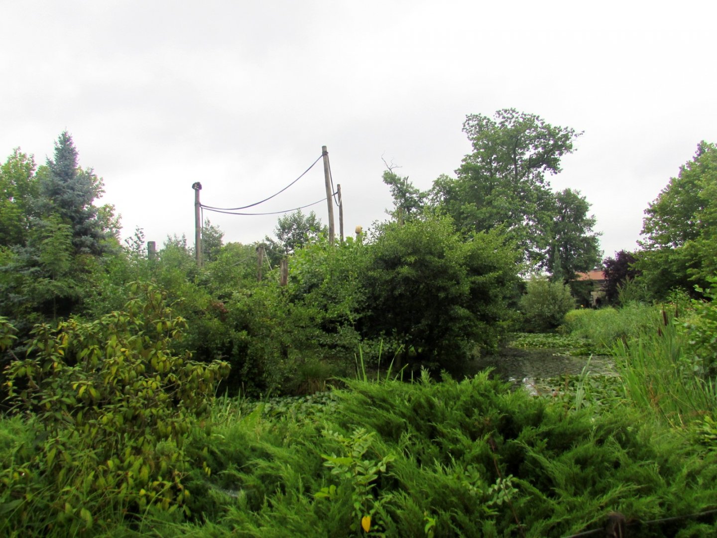 White-handed Gibbon island