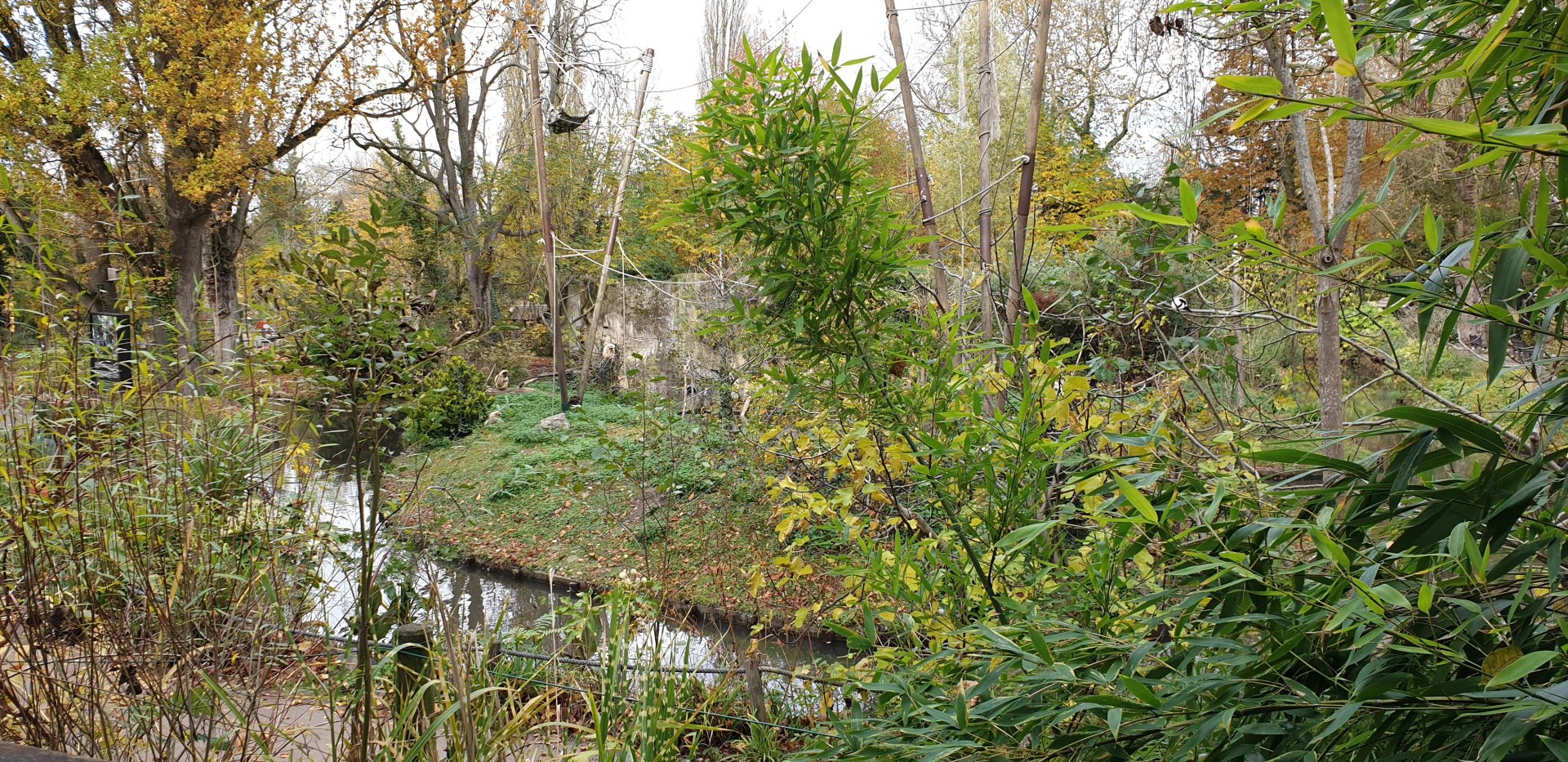 White-handed gibbon island