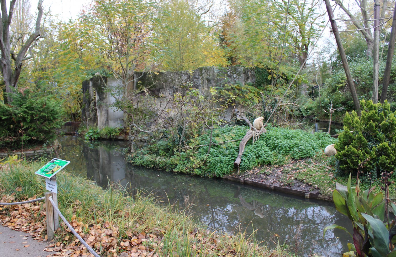 White-handed gibbon island